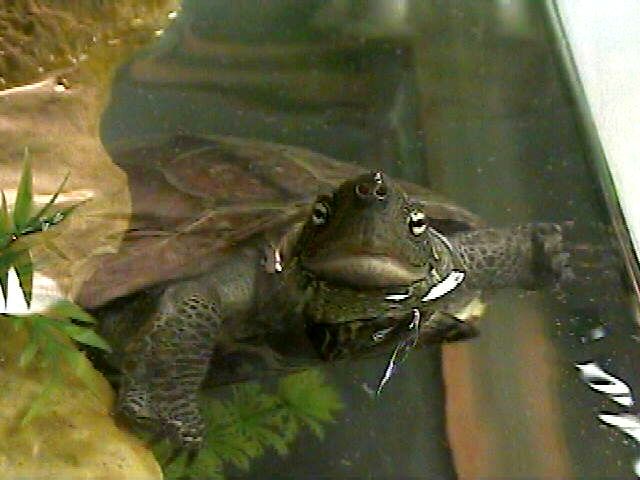 Reeve's Turtle Having a Peek At What's Going On