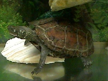 Female Reeve's Turtle