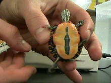 Squirt's Beautifully Colored Plastron