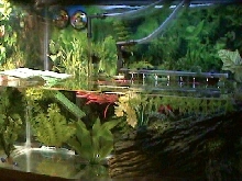 Midland Painted Turtle Habitat Setup