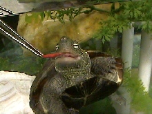 Reeve's Turtle Eating River Shrimp
