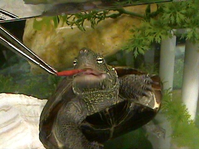 Reeve's Turtle Eating River Shrimp
