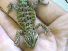 Baby Beardie #1! (4-29-08)