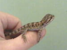 bearded dragon hatched today!