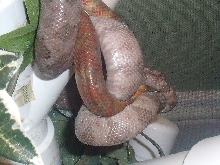 tree boa breeding 2