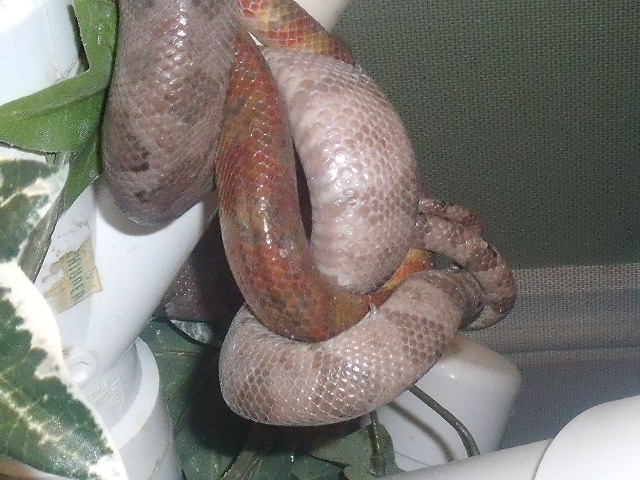 tree boa breeding 2