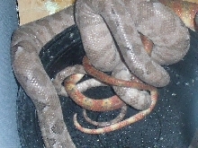 tree boa breeding 1