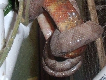 tree boa breeding 3
