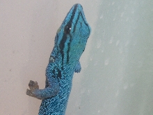 williamsi male