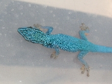 Lygodactylus williamsi (male)
