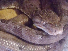Amazon tree boa male