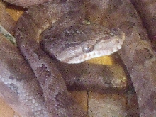 Amazon tree boa male
