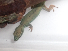 Lygodactylus williamsi (female)