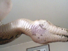 Dumerils boa