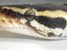 pastel eye