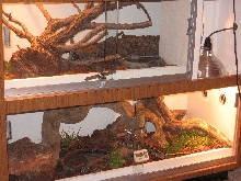 Bulls and balls terrarium