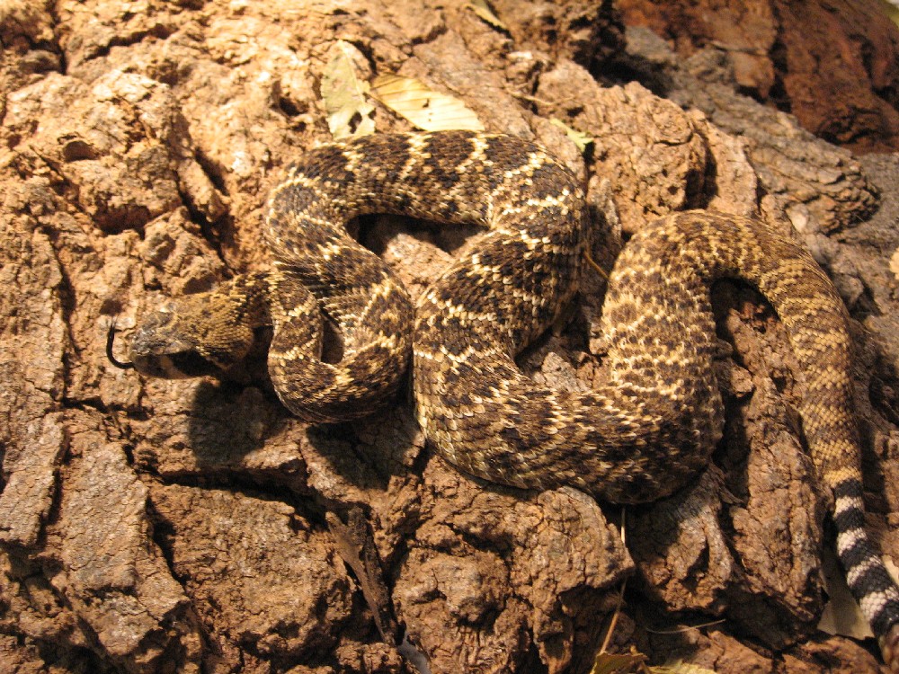 Yearling Atrox
