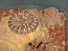 Atrox & Viridis