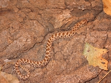 Western Hognose