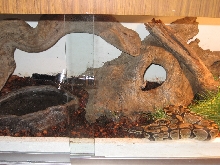 Ball Python & Enclosure