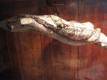 Hogg Island Boa