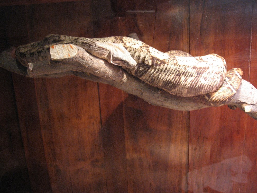 Hogg Island Boa