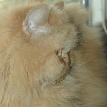 BrendanMichaelRedcatNobleTenHouseCats