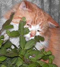 Meowy Kitmas Cactus!