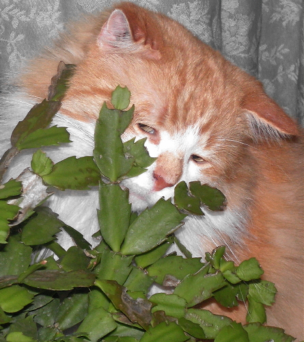 Meowy Kitmas Cactus!