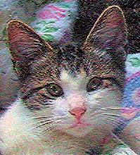 HerbieAngelTenHouseCats
