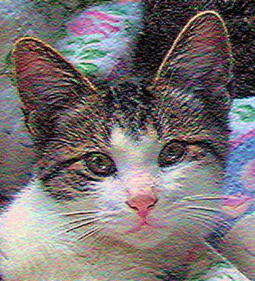 HerbieAngelTenHouseCats