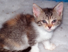Baby Amelia