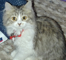 AnnyMouse liddle