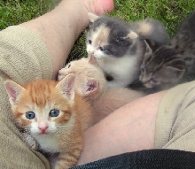 FosterTenHouseKittens