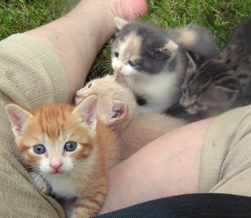 FosterTenHouseKittens
