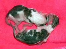 IttyBittyBabyKittuns