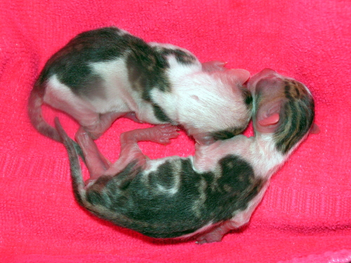 IttyBittyBabyKittuns