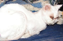 Bob TenHouseCats