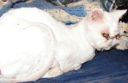Bob TenHouseCats