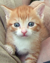 Bob FosterTenHouseCats