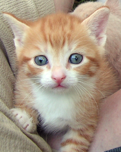 Bob FosterTenHouseCats