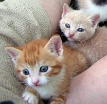 Bob & Magpie FosterTenHouseCats