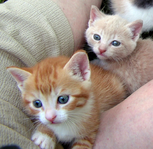 Bob & Magpie FosterTenHouseCats