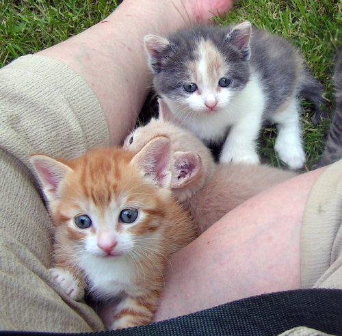Bob & Muffin FosterTenHouseCats