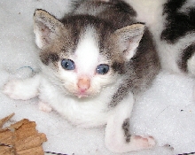 Baby Cassidy