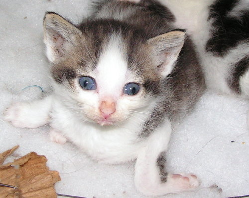 Baby Cassidy
