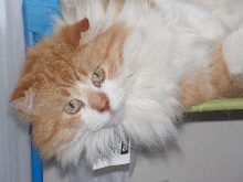 Harrison TenHouseCats