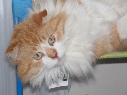 Harrison TenHouseCats