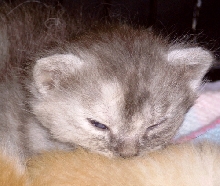 Baby Tael'r