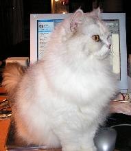 WhyMommyCan'tChat